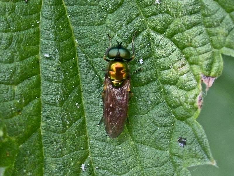 Chloromyia formosa